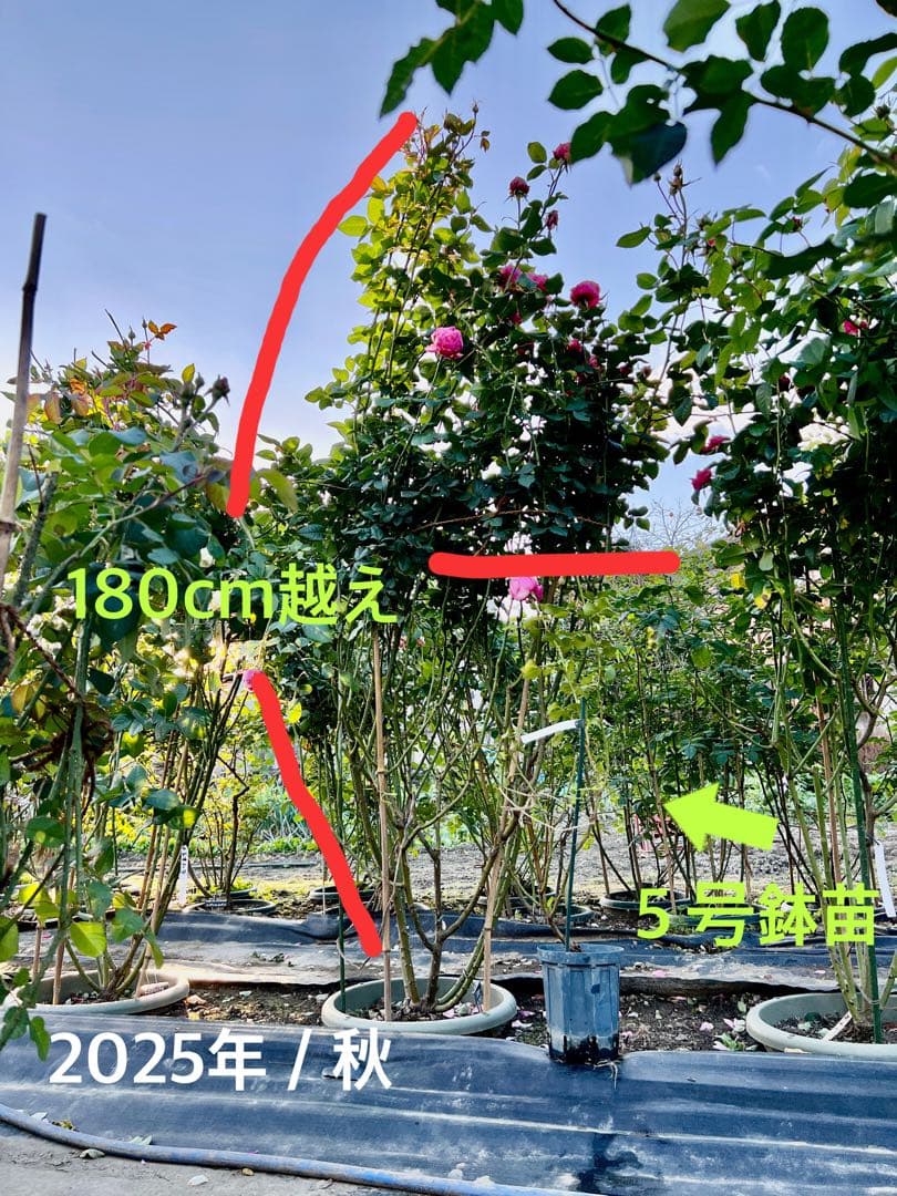 ❁ひろココ♡❁