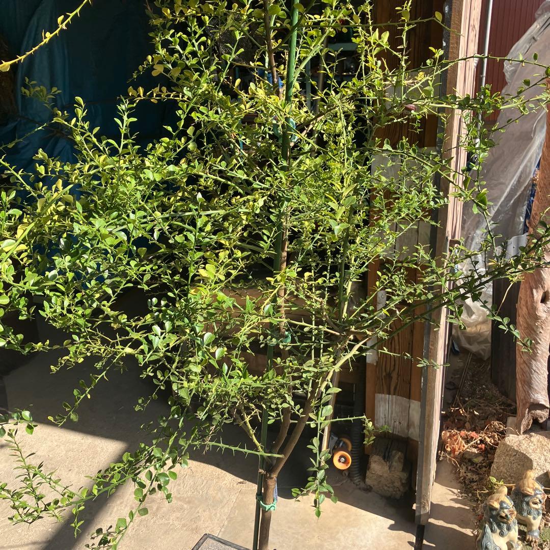 フィンガーライム　コレット　8年生