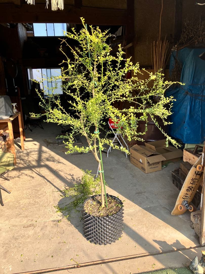 フィンガーライム　コレット　8年生