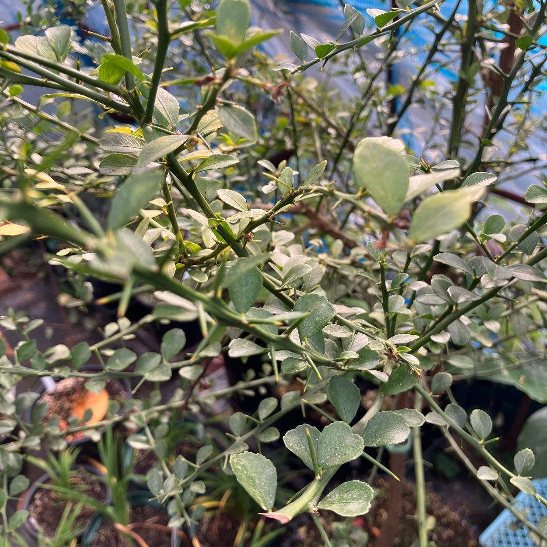 フィンガーライム　コレット　8年生