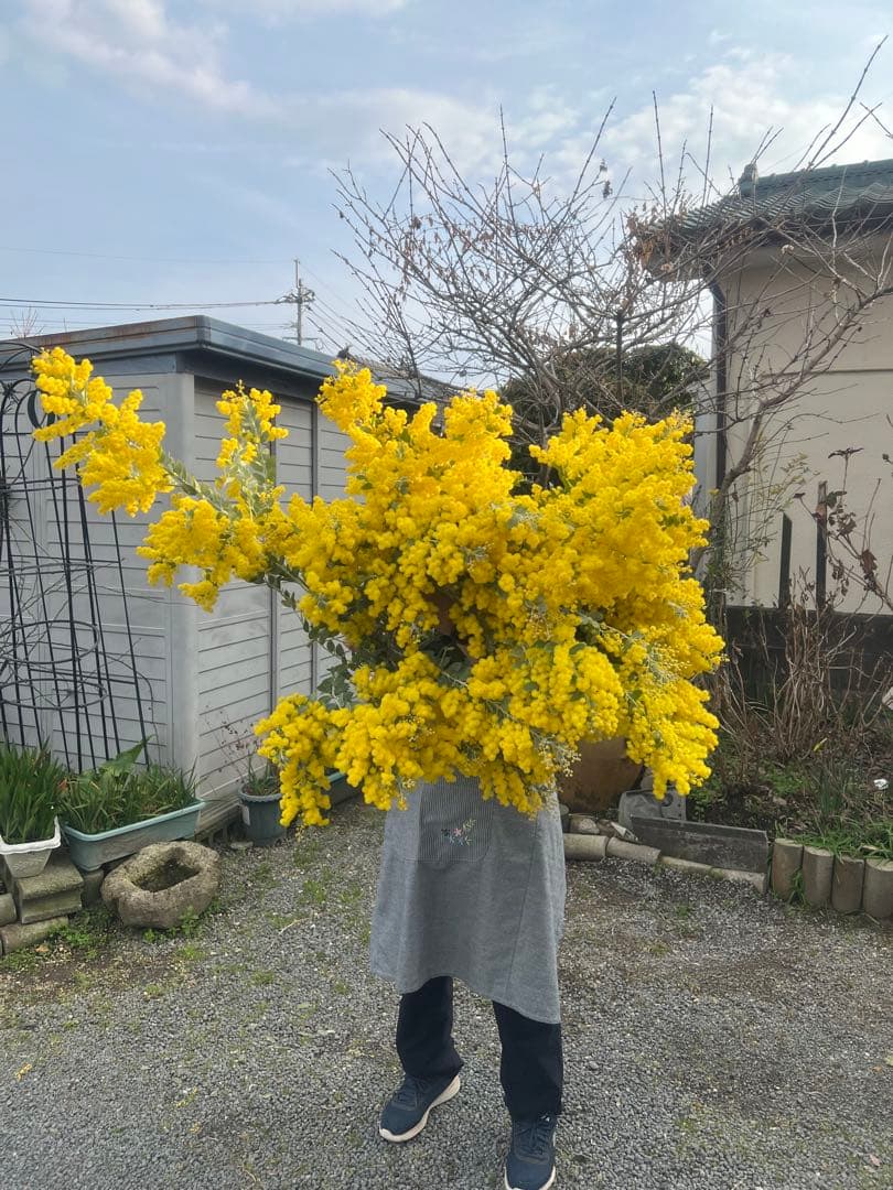 フレッシュパールアカシア ミモザ 切りたてダンボールいっぱい