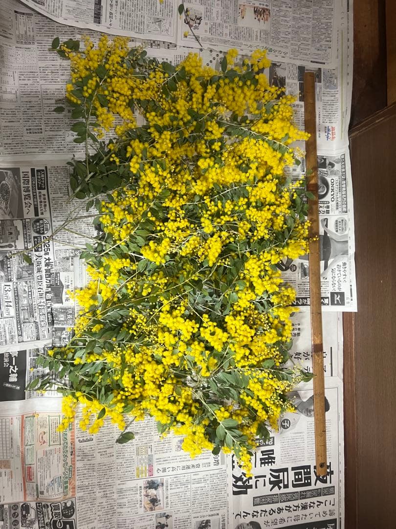 フレッシュパールアカシア ミモザ 切りたてダンボールいっぱい