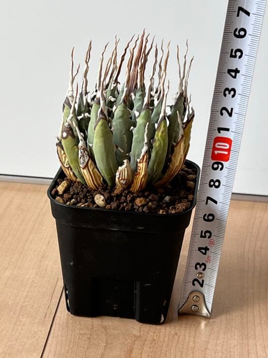 ◾️エボリスピナ 陽炎②◾️エグいうねり