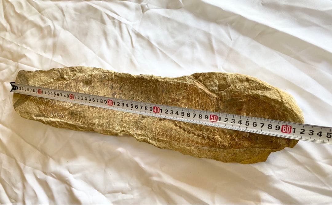 ブラジル産　魚の化石　4.7kg 62cm×14cm ①