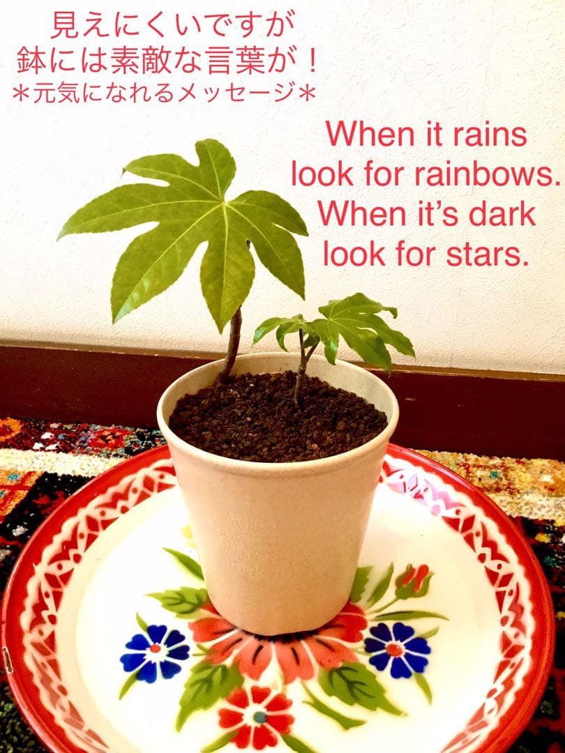 完売　　縁起木＊魔除け【ヤツデ/八つ手/天狗の団扇】天然野生育ち/2株/鉢植え