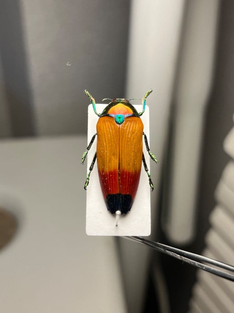 【26mm】ツマルリハデムカシタマムシ 標本 スハンダエ プラチナコガネ