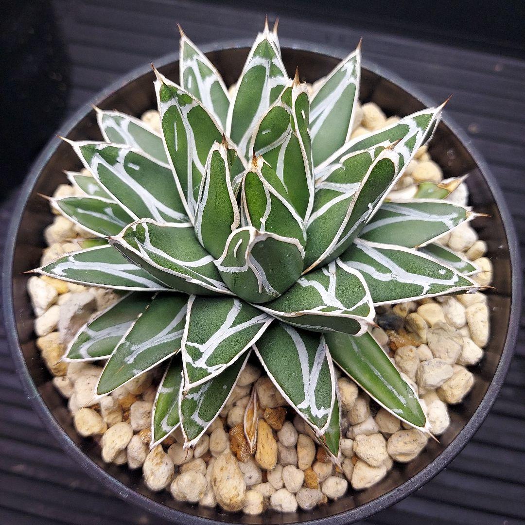 じ*む様 親株販売！！　子株付き　アガベ　姫笹の雪　特濃白ペンキ　耐寒性あり　オ