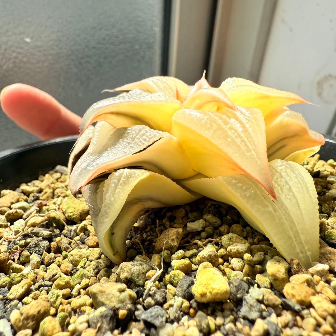 多肉植物 ハオルチア バディア錦 糊斑 12x12cm鉢