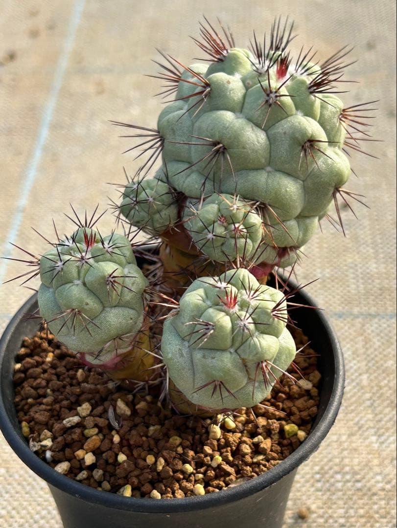 オルテゴカクタス　マクドガリー