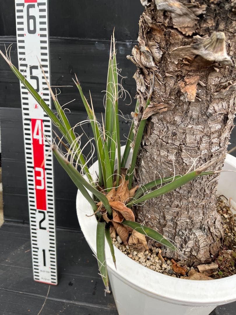 極太　特大　ユッカ フィリフェラ　子株付き約100cm 観葉植物