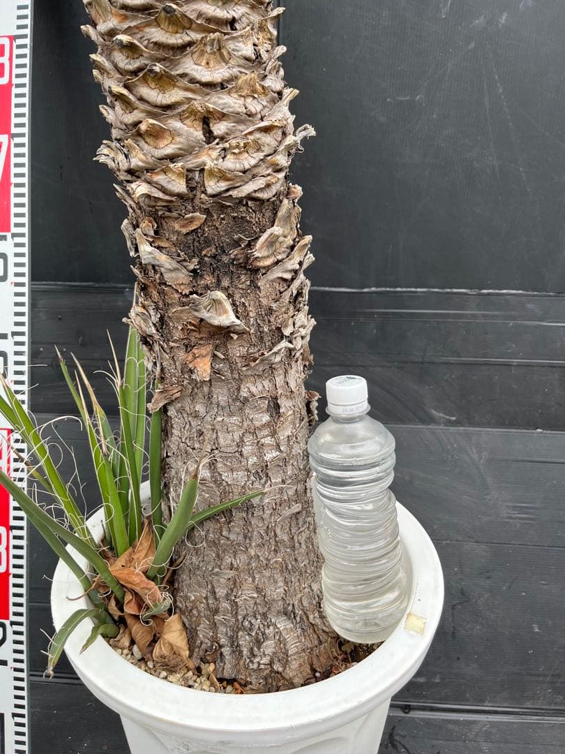 極太　特大　ユッカ フィリフェラ　子株付き約100cm 観葉植物