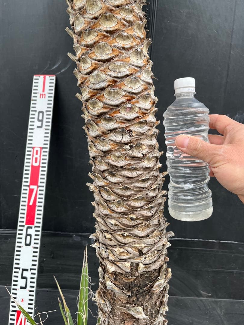 極太　特大　ユッカ フィリフェラ　子株付き約100cm 観葉植物