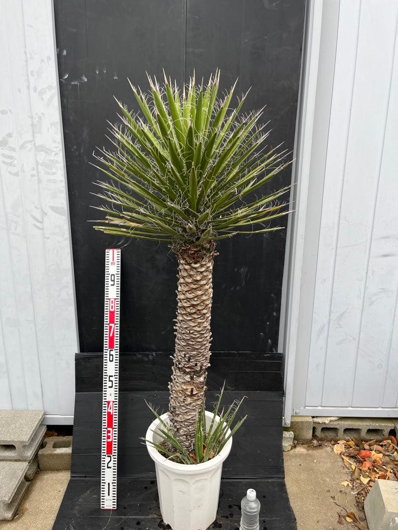 極太　特大　ユッカ フィリフェラ　子株付き約100cm 観葉植物