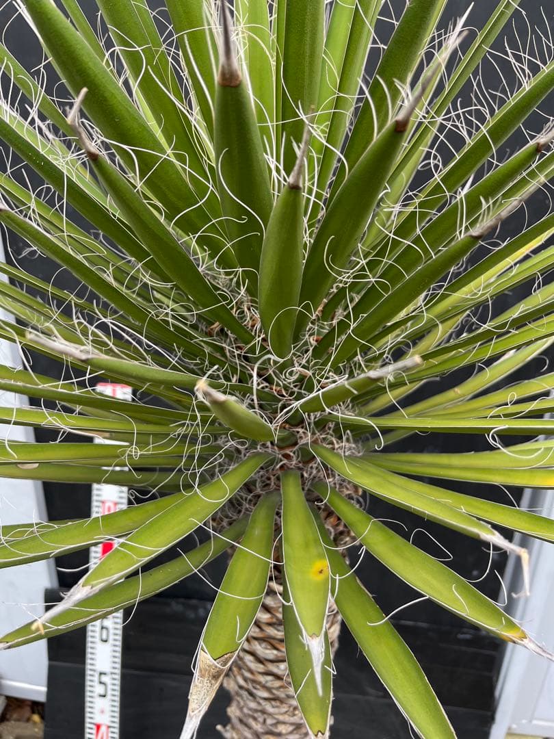 極太　特大　ユッカ フィリフェラ　子株付き約100cm 観葉植物