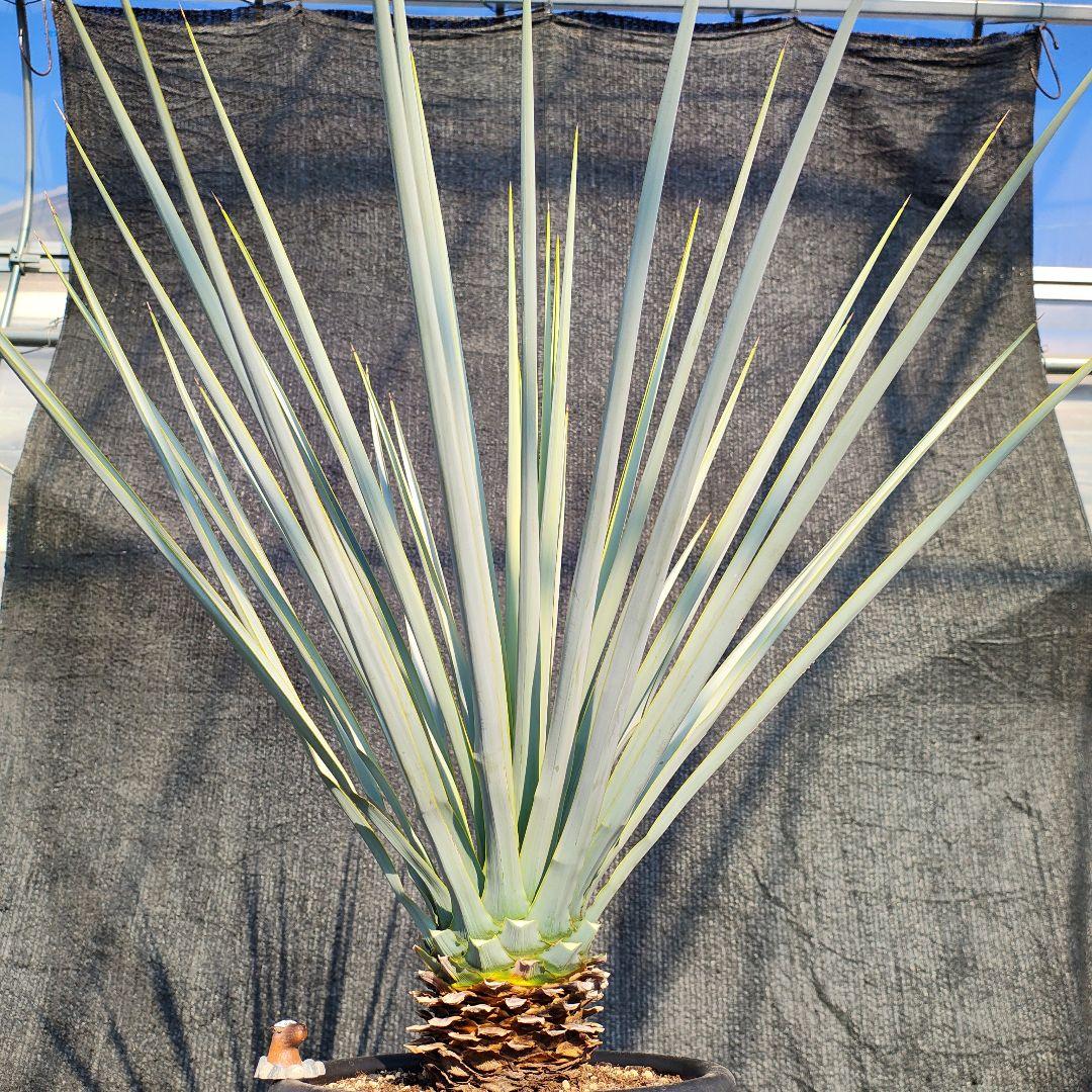 の*り様 ユッカ リギダ Hybrid