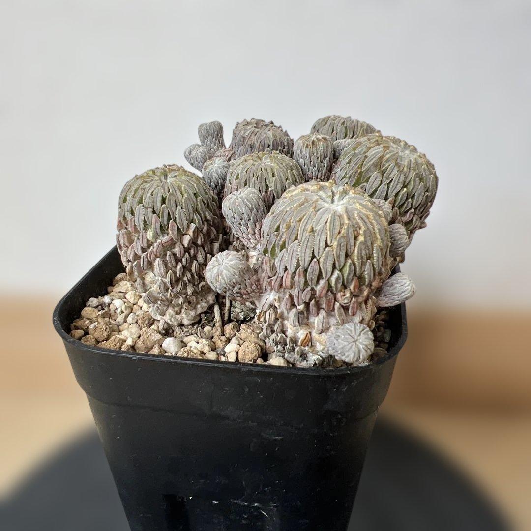 サボテン 精巧丸 群生