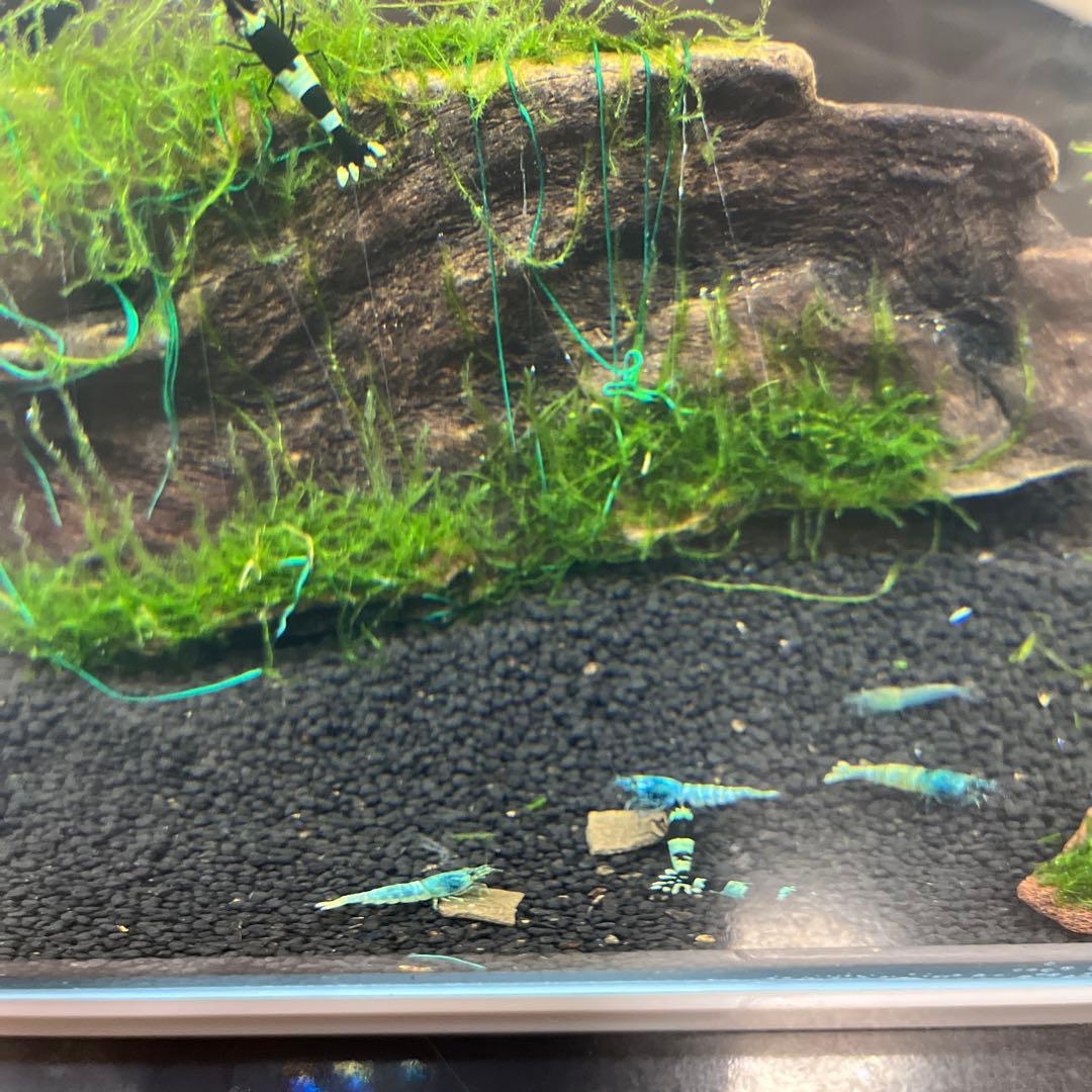 フレームレス水槽 スポンジ式ポンプ 水草 カルキ抜き