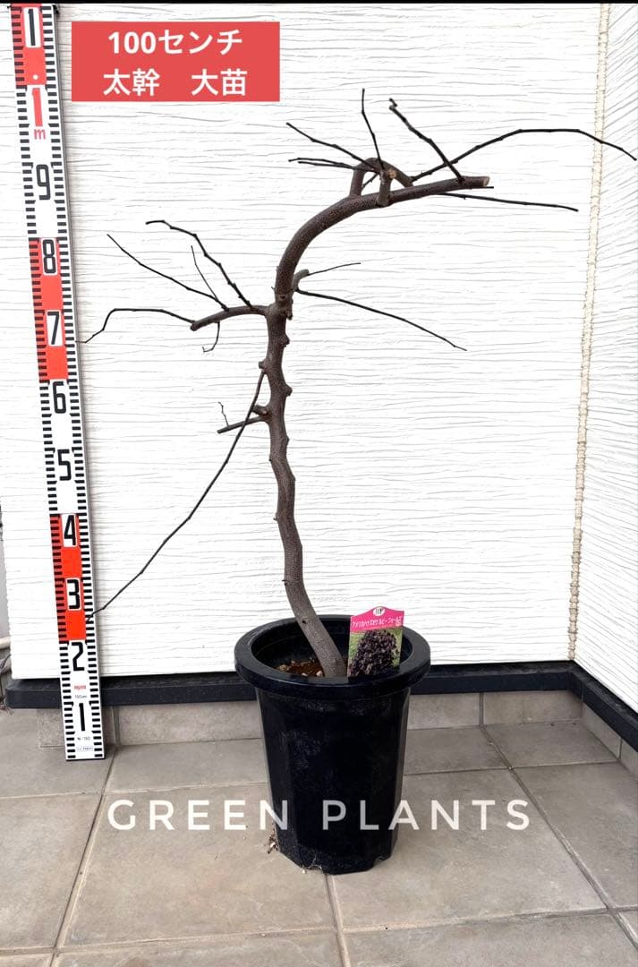 超希少✨アメリカハナズオウ 【ルビーフォールズ】現品発送