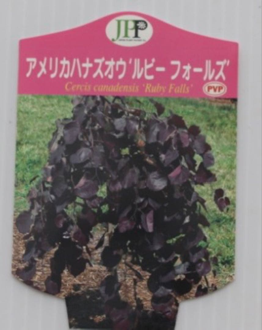 超希少✨アメリカハナズオウ 【ルビーフォールズ】現品発送