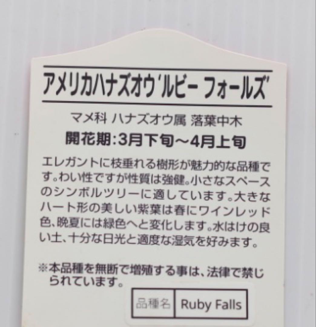超希少✨アメリカハナズオウ 【ルビーフォールズ】現品発送