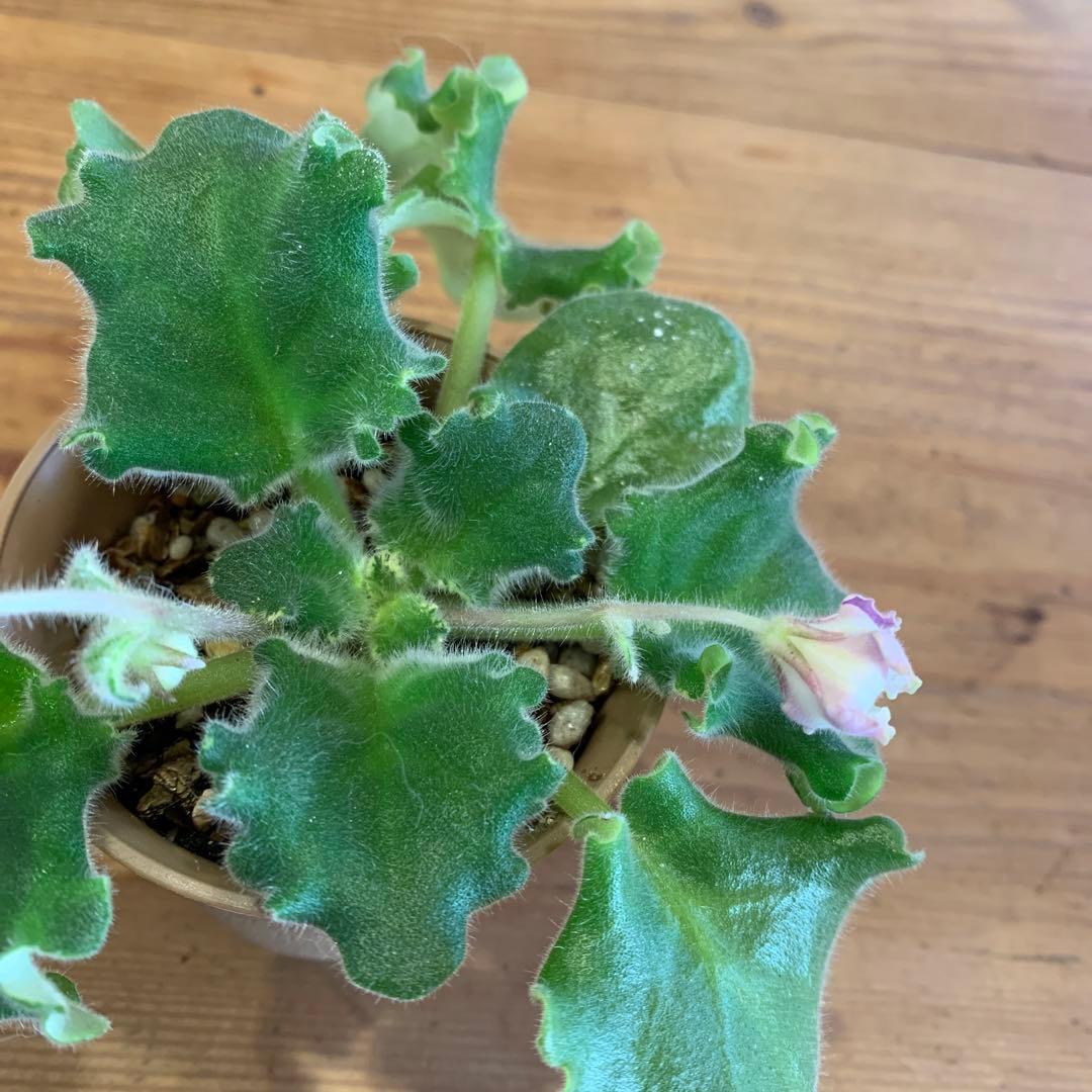 セントポーリア　Zaca's ette 開花株 縞花　希少品種