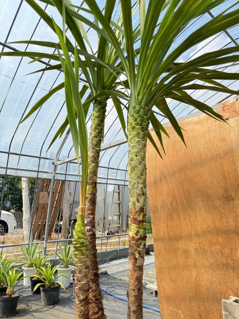 ドラセナ・ニオイシュロラン 3本立 根巻き済み 高さ約2.4m シンボルツリー