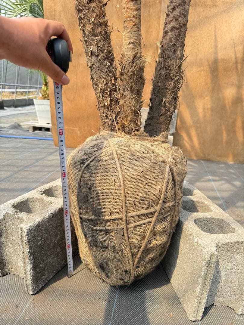 ドラセナ・ニオイシュロラン 3本立 根巻き済み 高さ約2.4m シンボルツリー