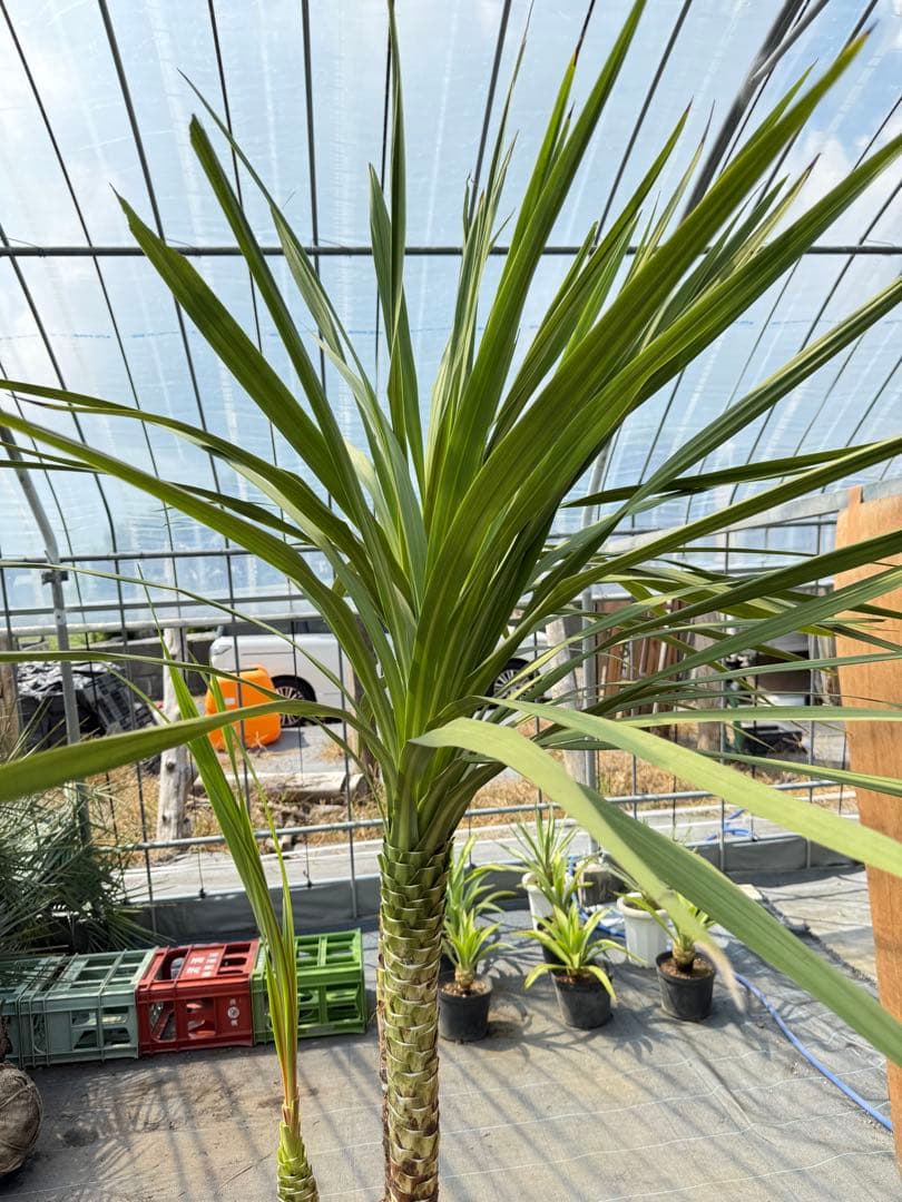 ドラセナ・ニオイシュロラン 3本立 根巻き済み 高さ約2.4m シンボルツリー