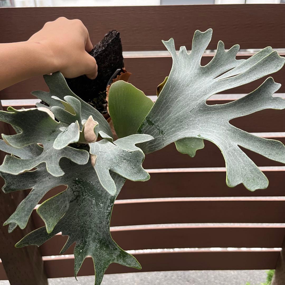 Celebes & Doi-tung 子株セット 新春セール