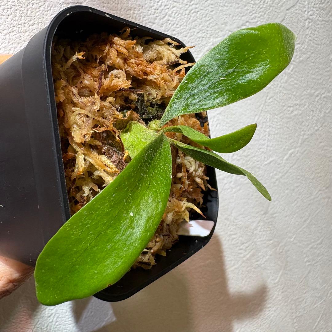 Celebes & Doi-tung 子株セット 新春セール