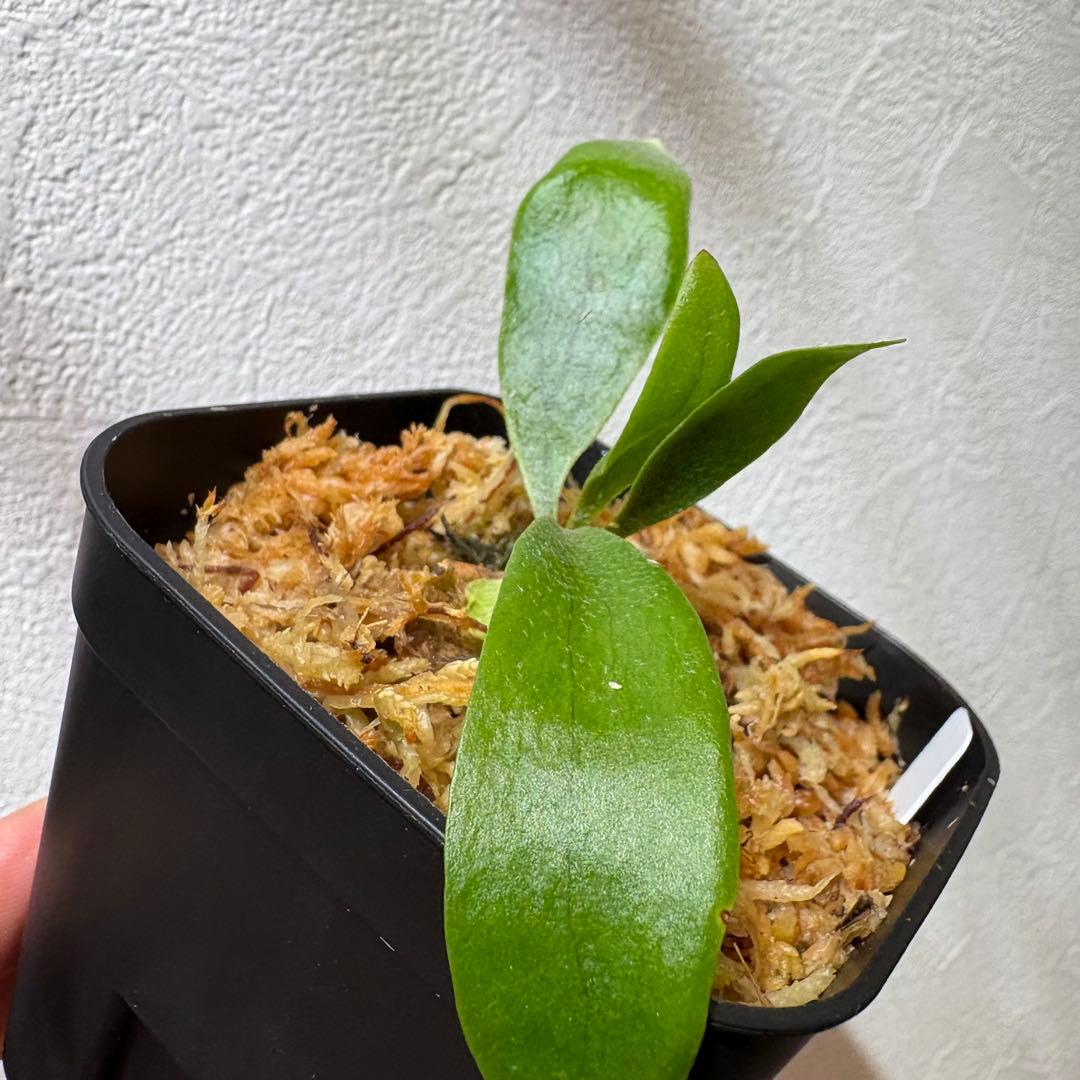 Celebes & Doi-tung 子株セット 新春セール