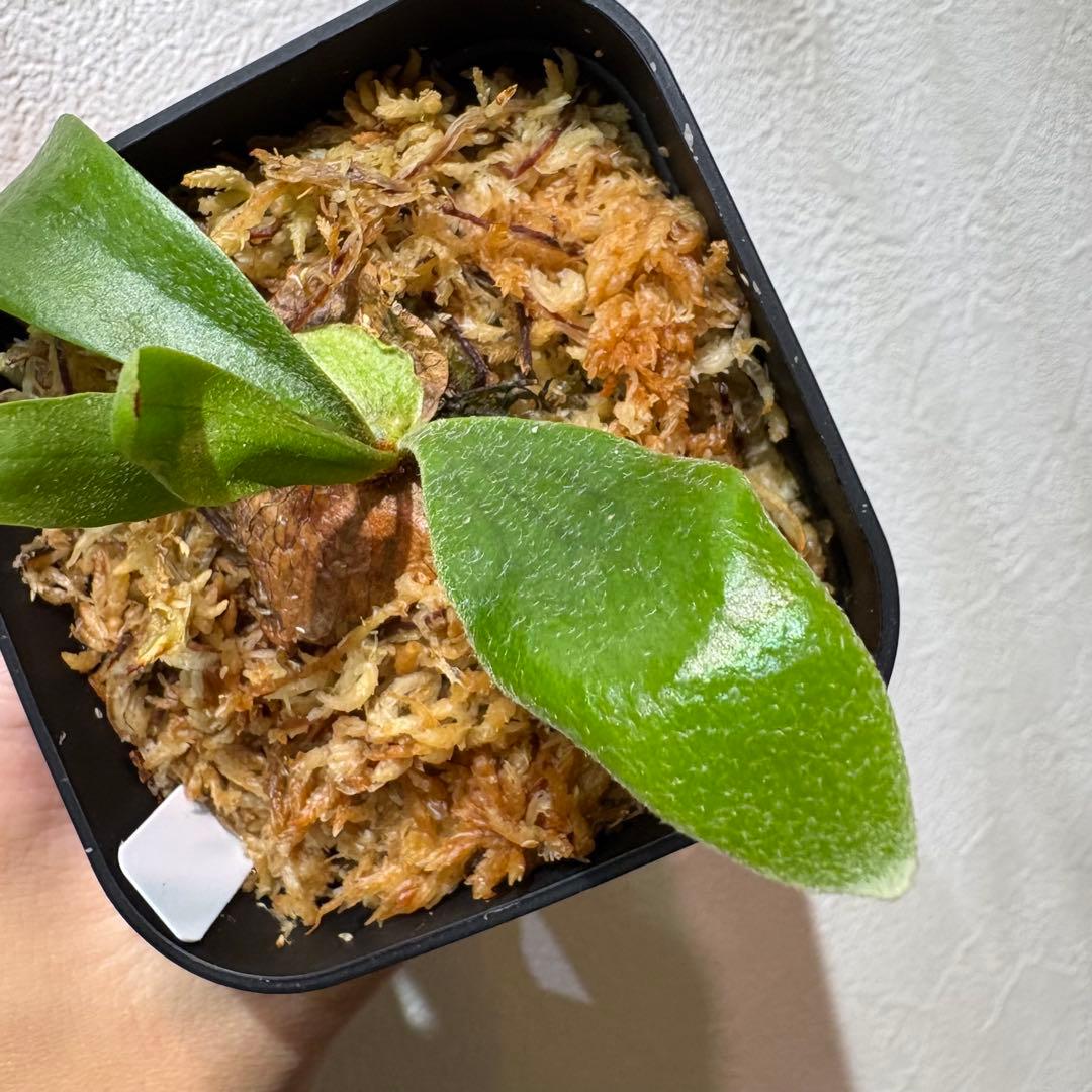 Celebes & Doi-tung 子株セット 新春セール