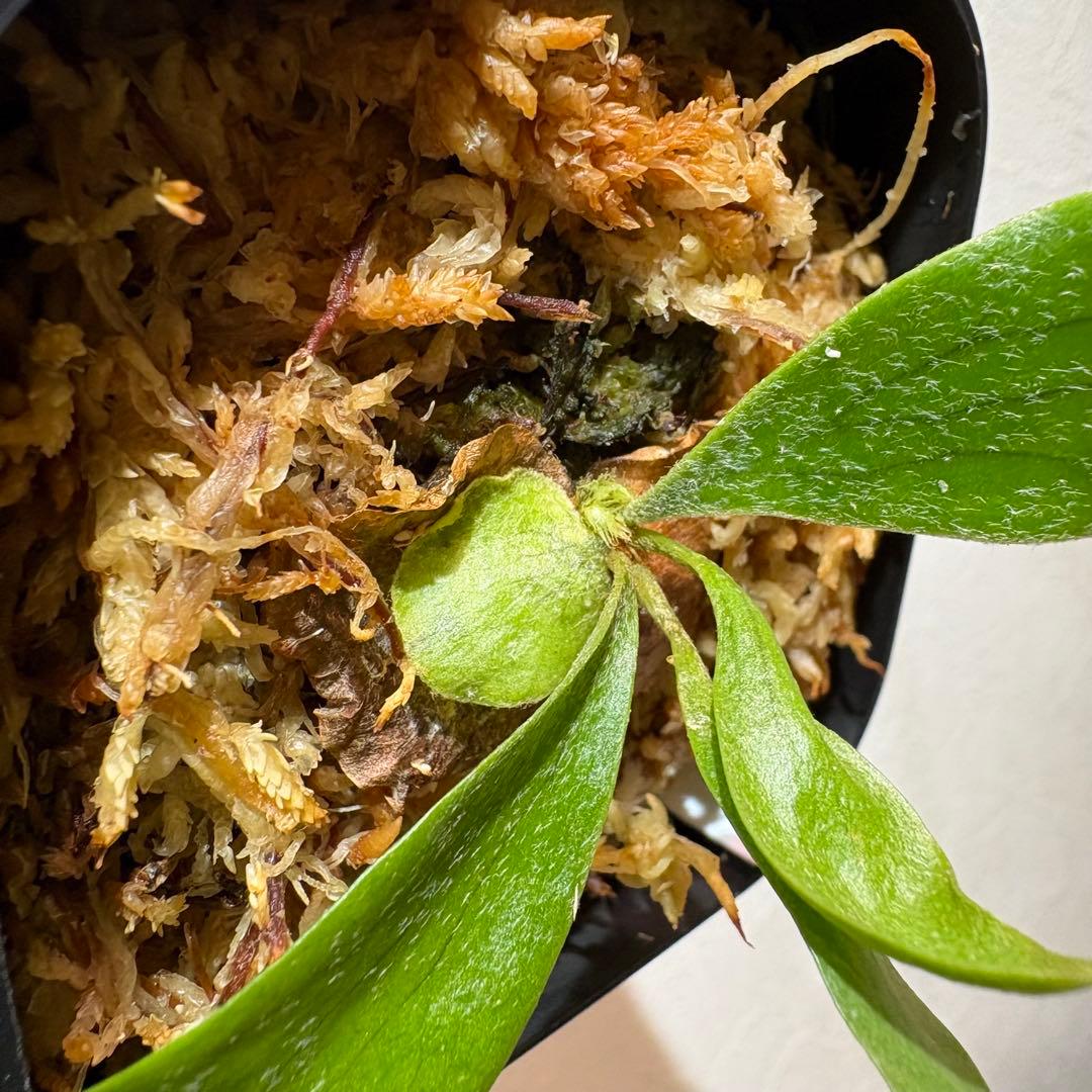 Celebes & Doi-tung 子株セット 新春セール