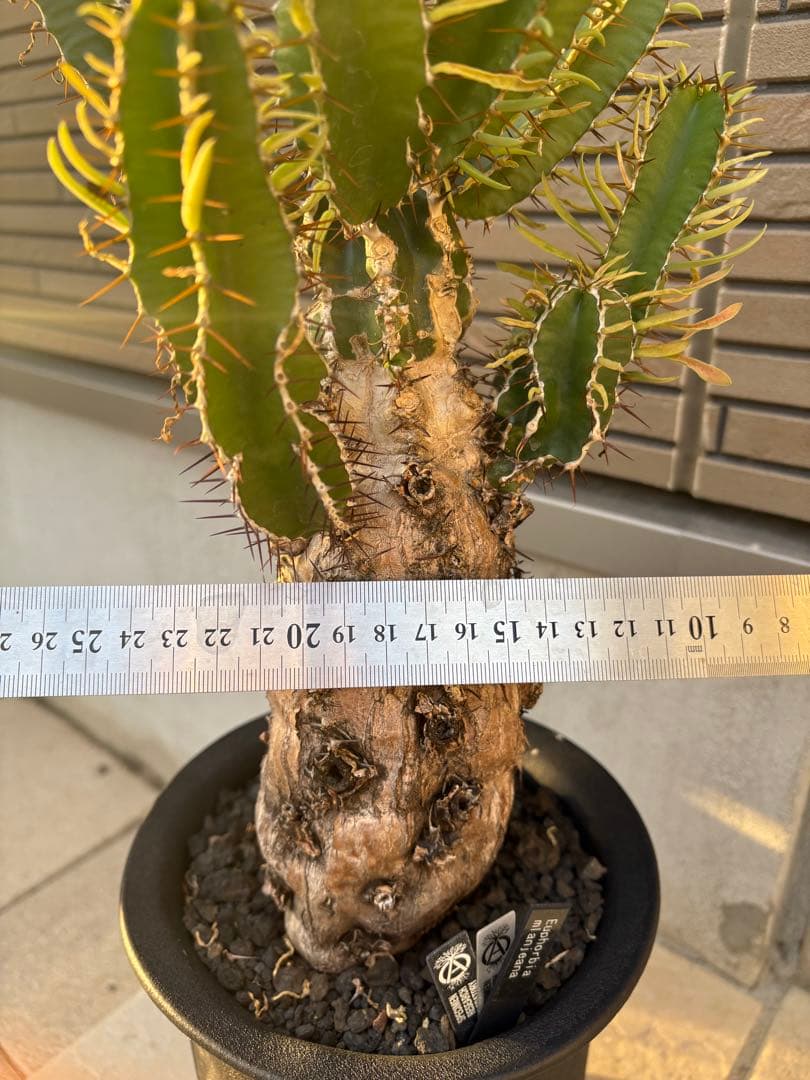 ユーフォルビア　ムランジーナ　発根済み株