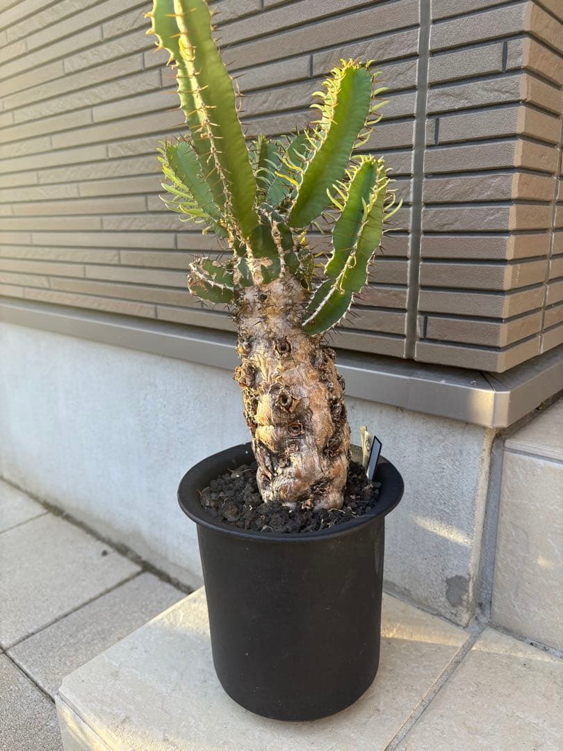 ユーフォルビア　ムランジーナ　発根済み株