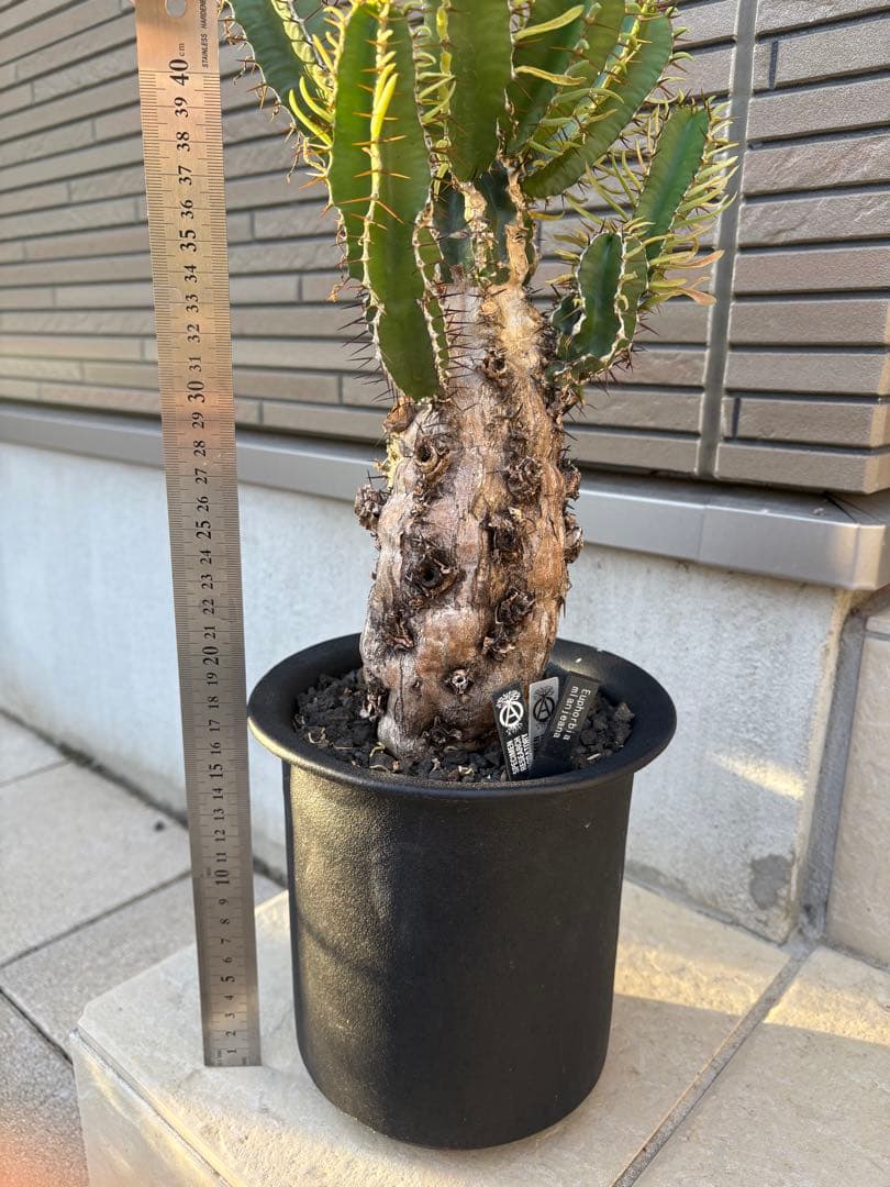 ユーフォルビア　ムランジーナ　発根済み株