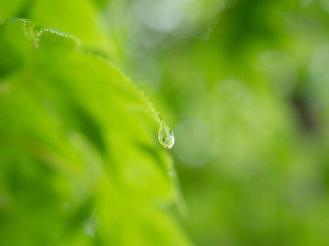 オリンパス M.ZUIKO DIGITAL ED 30mm F3.5 Macro