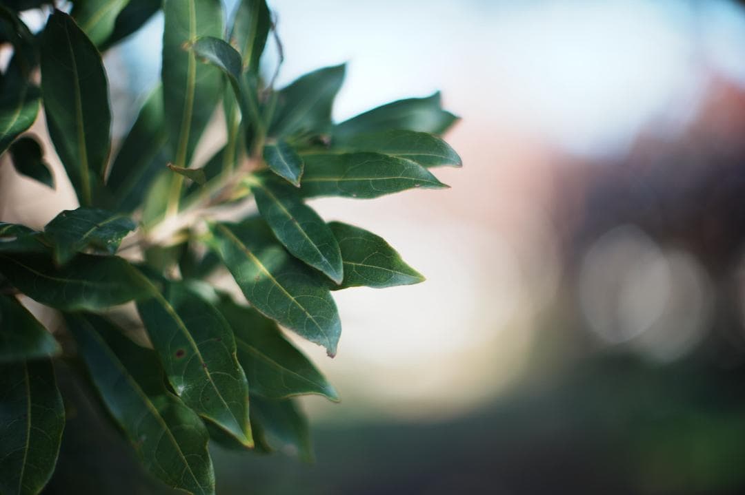 【鷹の目】MC ROKKOR-PG 58mm F1.2 前期 518