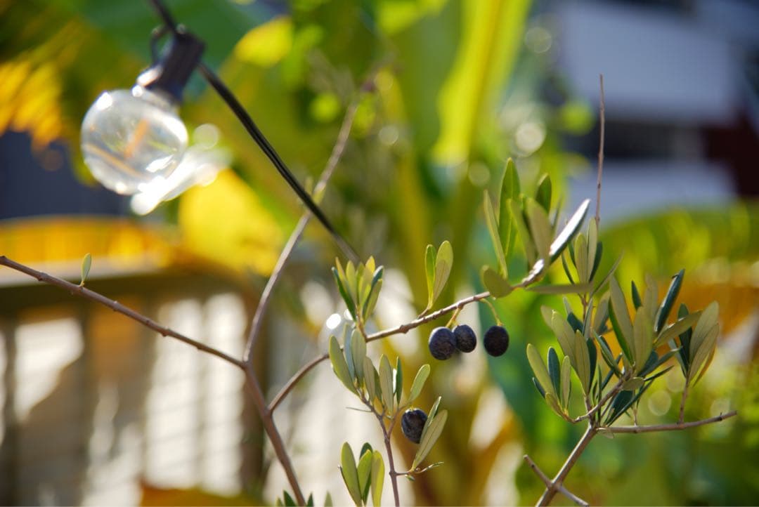 ニコン 24-120mm f/4 ＋ Commlite ソニー用 AFアダプター