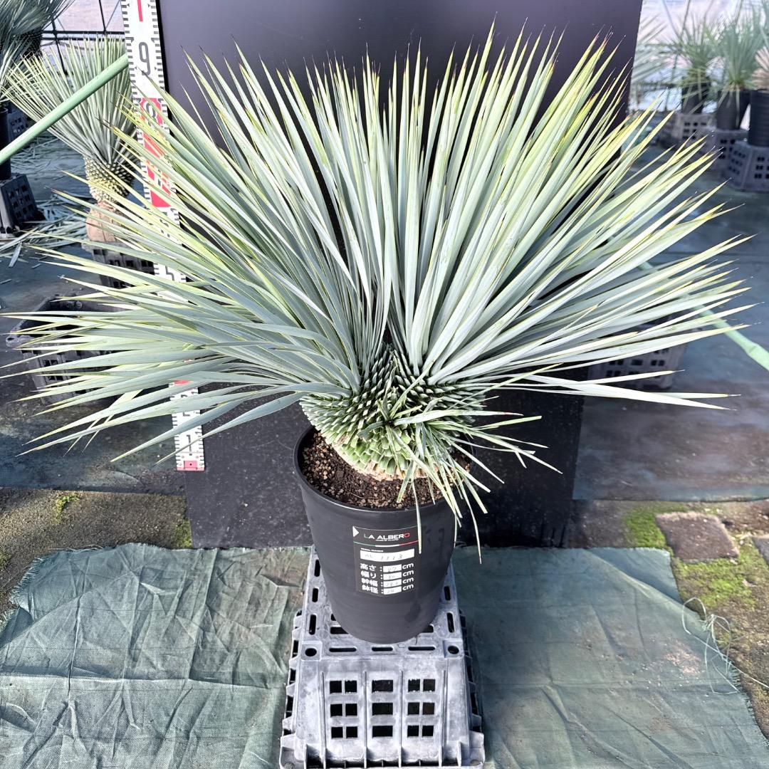 ピ*ん様 【AL1113】ユッカ　ロストラータ　超希少　頂上分頭　４ヘッド個体