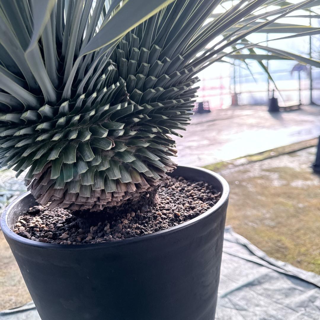 ピ*ん様 【AL1113】ユッカ　ロストラータ　超希少　頂上分頭　４ヘッド個体