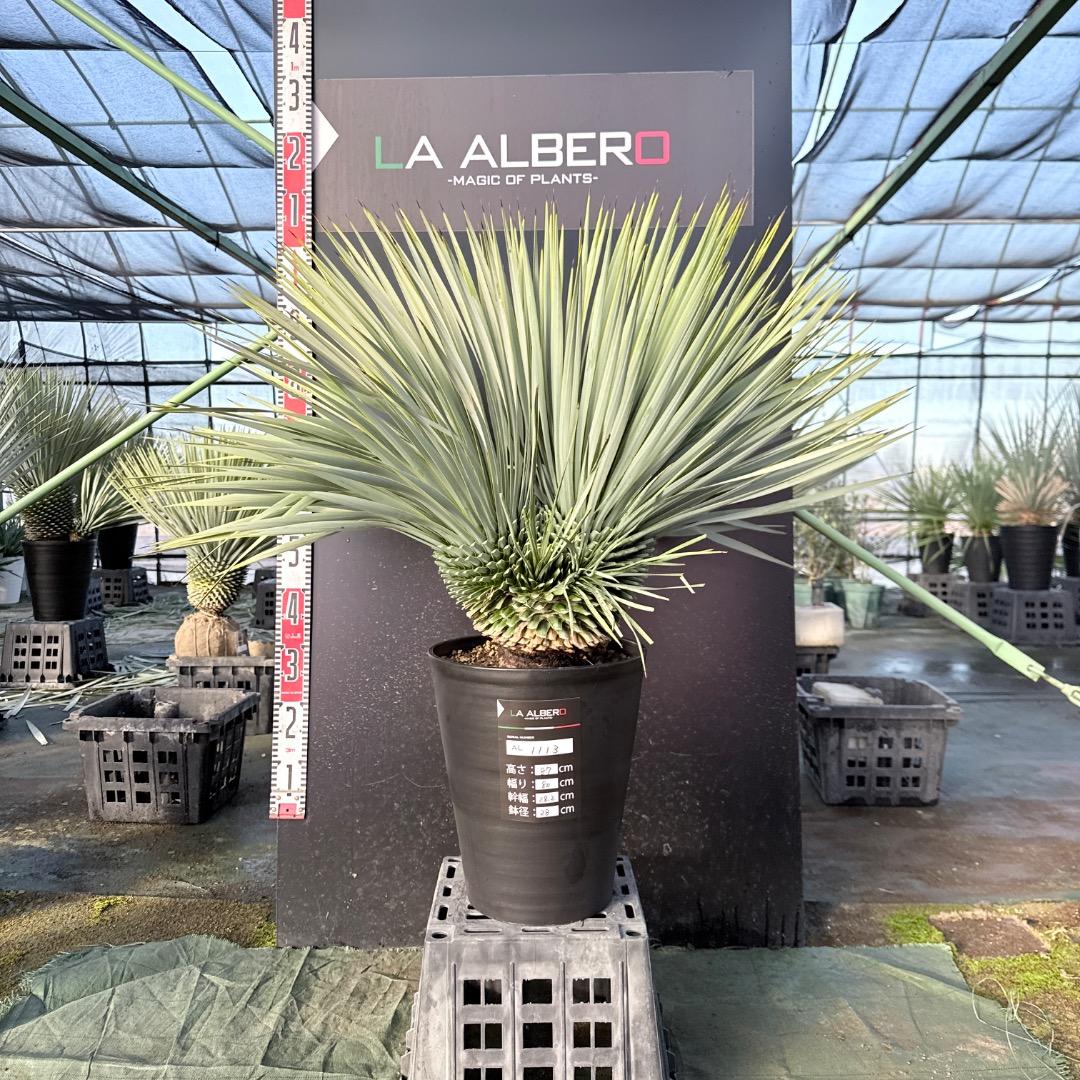 ピ*ん様 【AL1113】ユッカ　ロストラータ　超希少　頂上分頭　４ヘッド個体