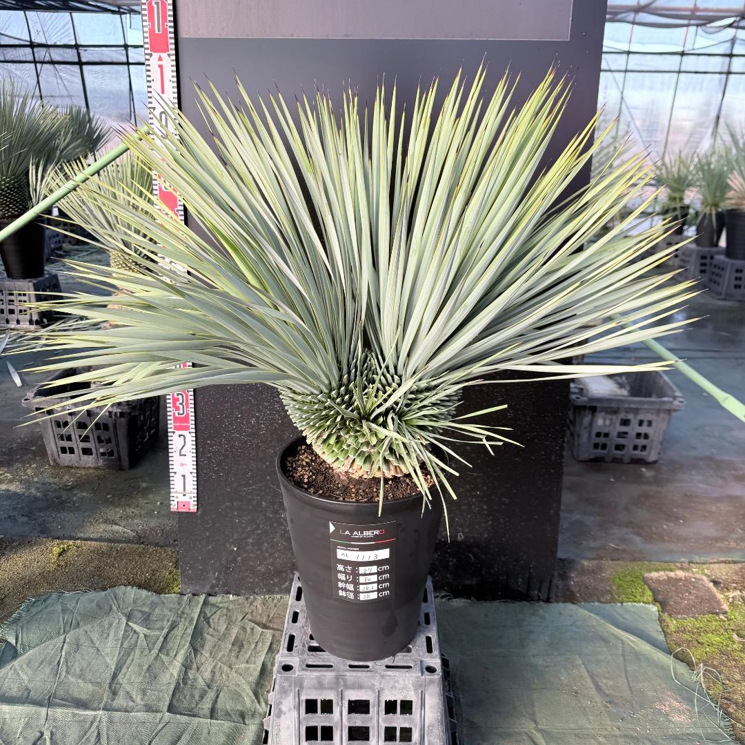 ピ*ん様 【AL1113】ユッカ　ロストラータ　超希少　頂上分頭　４ヘッド個体