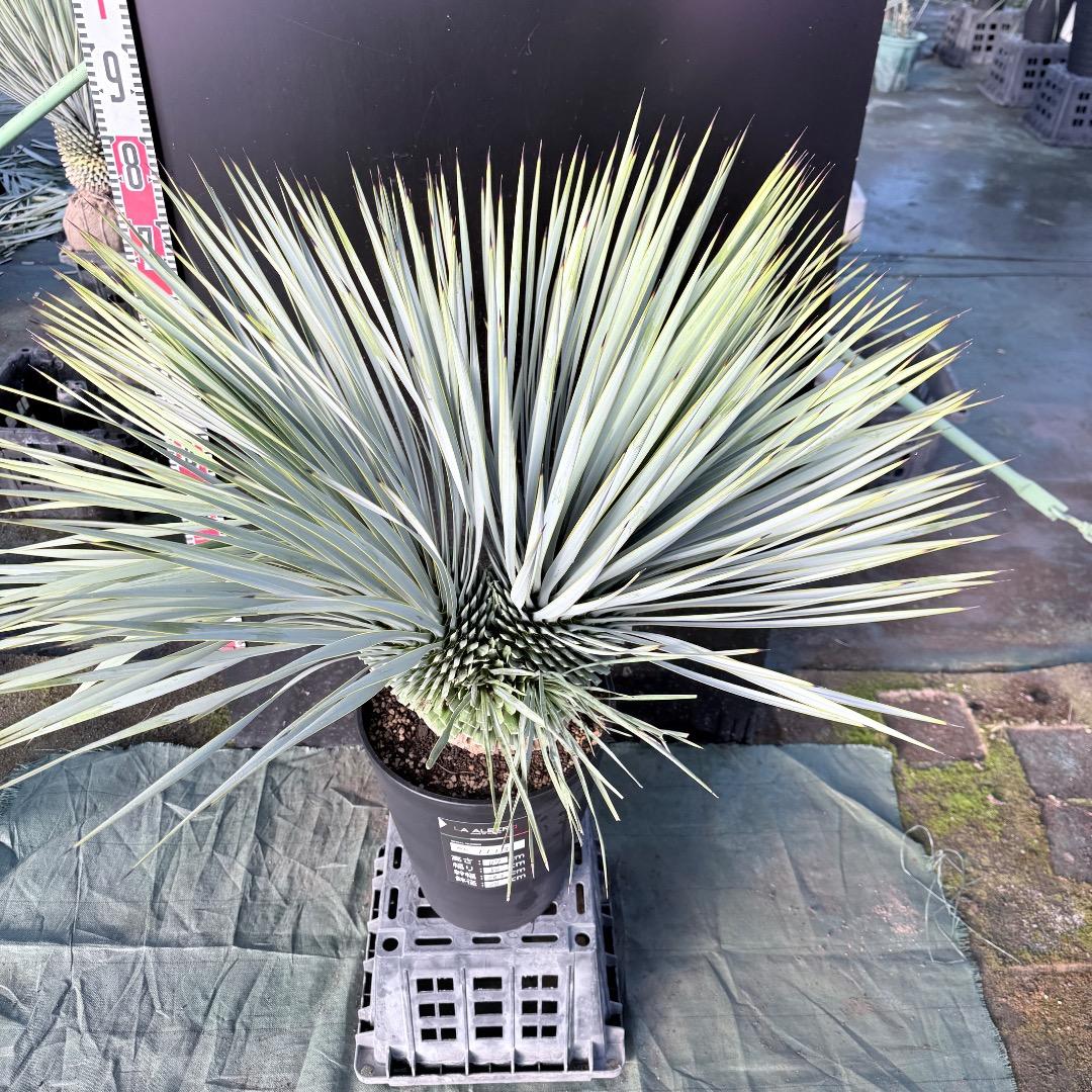 ピ*ん様 【AL1113】ユッカ　ロストラータ　超希少　頂上分頭　４ヘッド個体