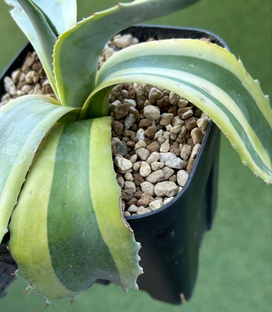 最高峰SS級株！感謝祭、鉢付き！発根済み！大株！特大オルカ！極上株！