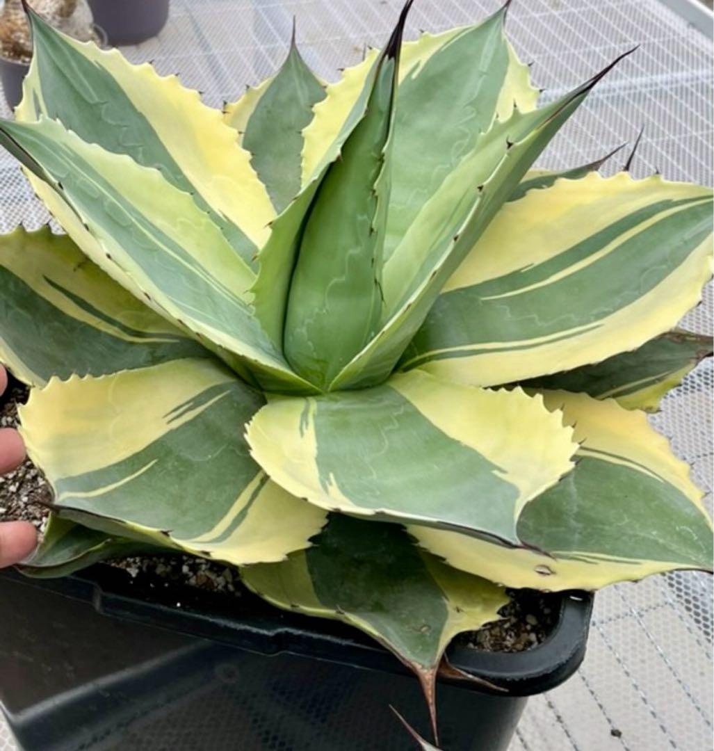 最高峰SS級株！感謝祭、鉢付き！発根済み！大株！特大オルカ！極上株！