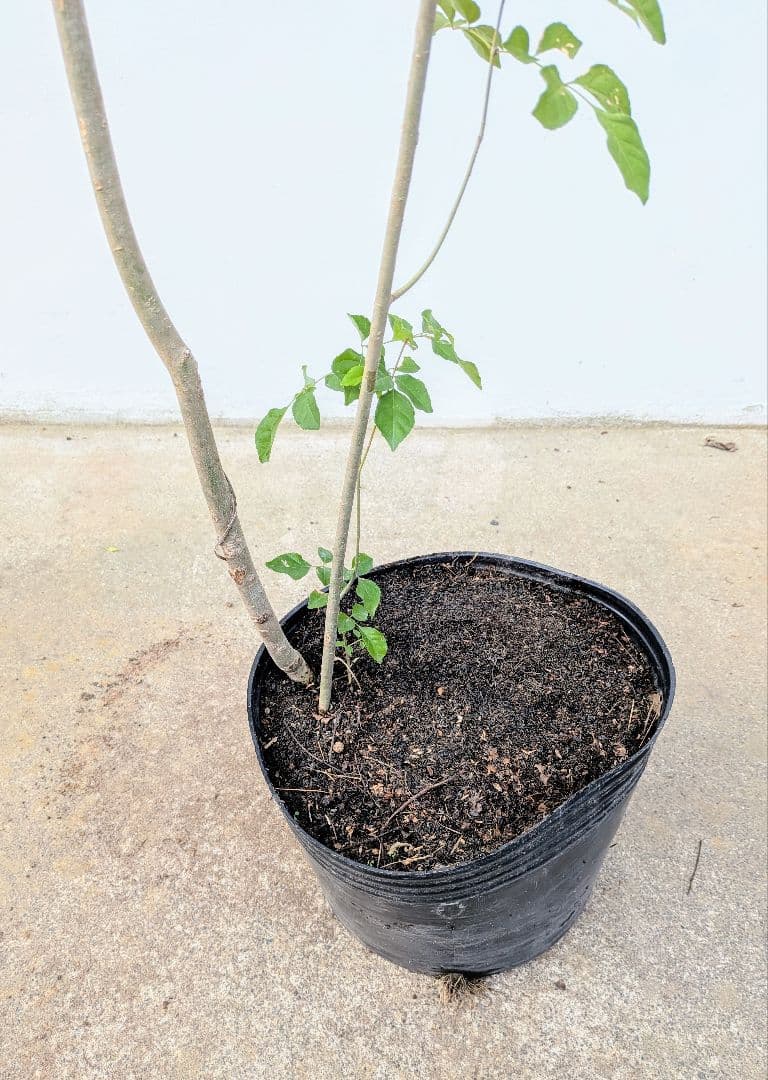 これぞ！山採り天然アオダモ。