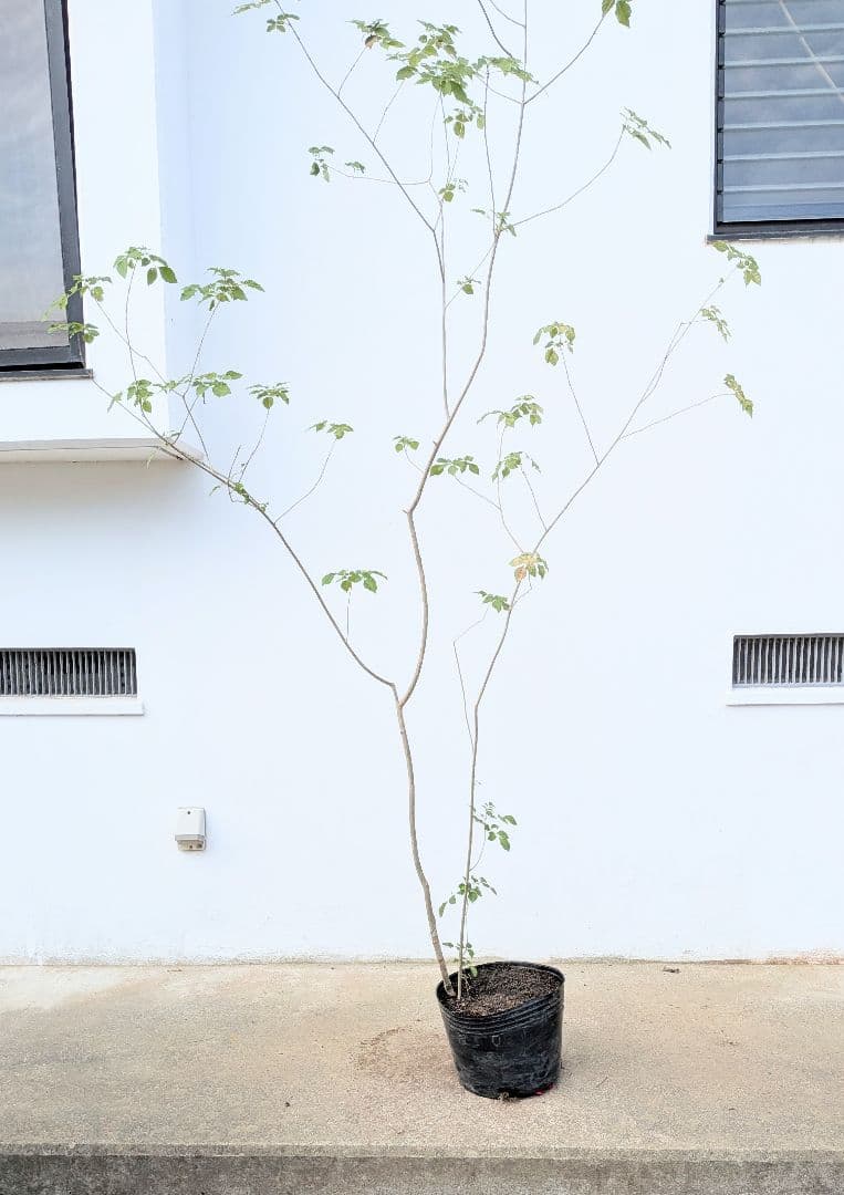 これぞ！山採り天然アオダモ。