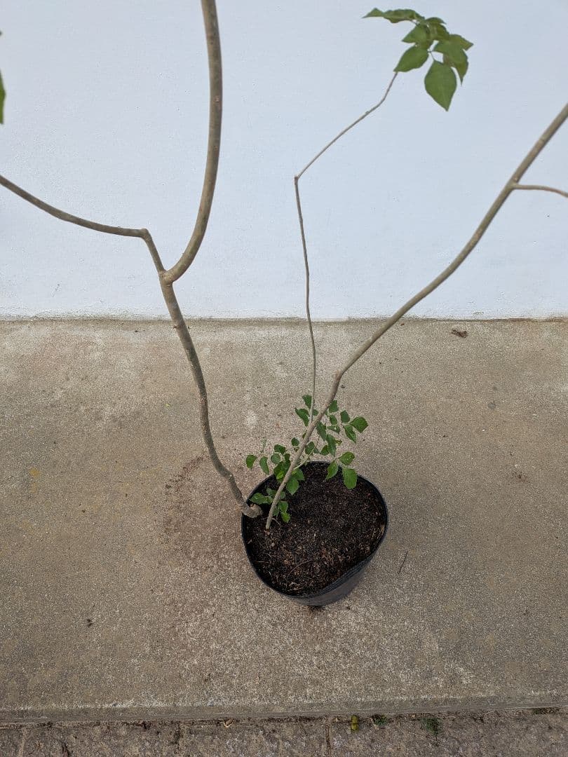 これぞ！山採り天然アオダモ。