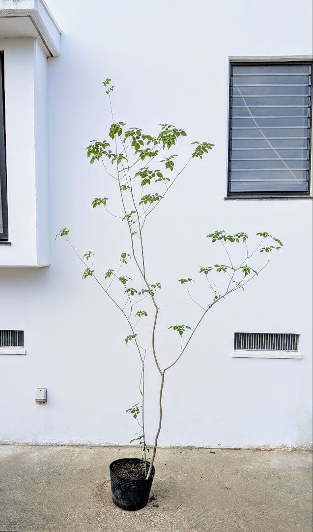 これぞ！山採り天然アオダモ。